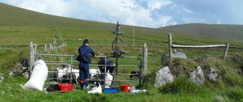 Dingle Way  (157)