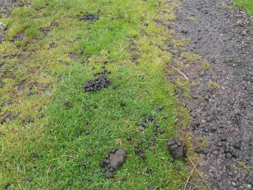 Dingle Way  (42)