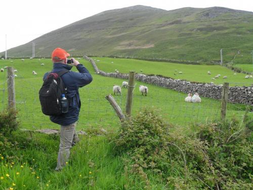 Dingle Way  (45)