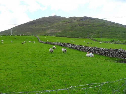 Dingle Way  (46)
