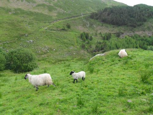 Dingle Way  (52)