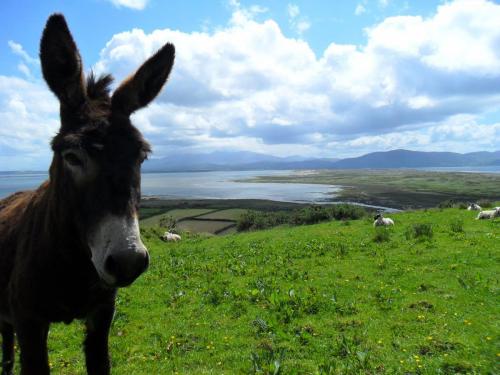 Dingle Way  (56)
