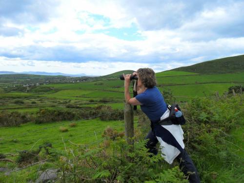 Dingle Way  (92)
