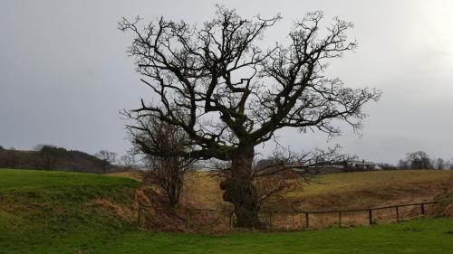 England-Scotland 2020 (41)