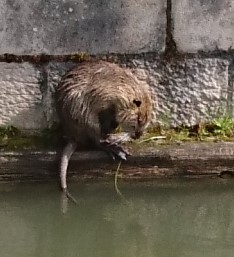 Loire 6-13 mei 2017 (52)