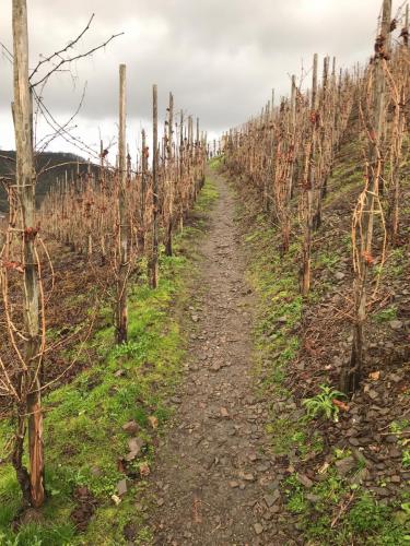 Mosel-28-december-22-1-january-23-39