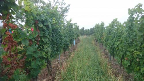 Mosel 7-14 sept 2019