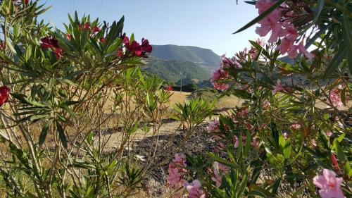 Sardegna juni-2017 (20) (1)
