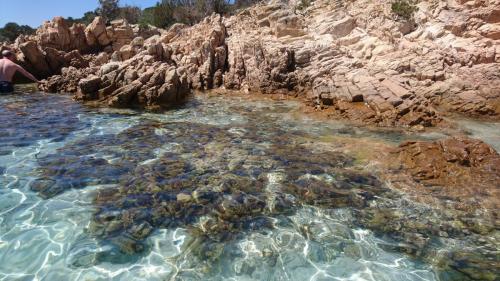 Sardegna juni-2017 (51) (1)
