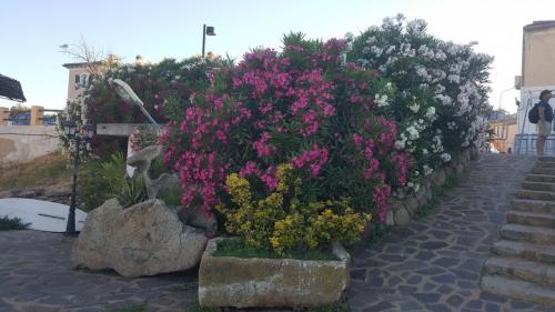 Sardegna juni-2017 (56) (1)