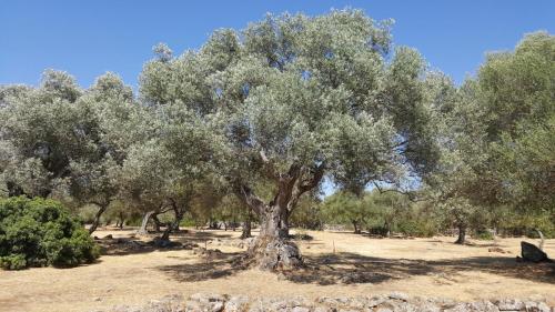 Sardegna juni-2017 (75) (1)