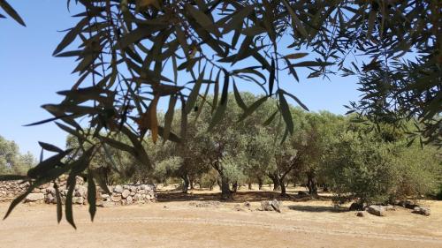 Sardegna juni-2017 (80) (1)