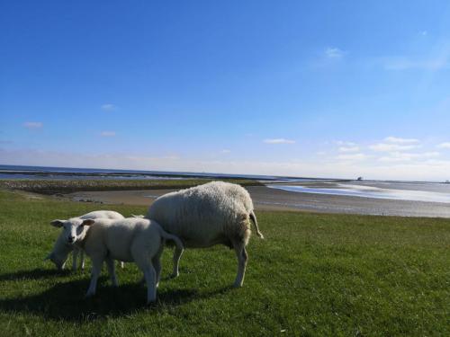 Terschelling 2021