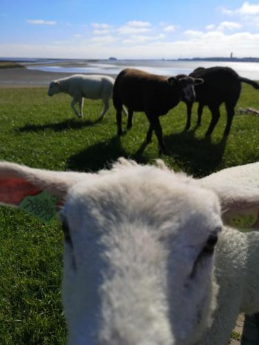 Terschelling 2021