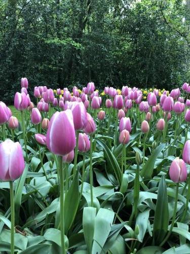 Tulpentour 29-4 tm 3-5-2019 (24)