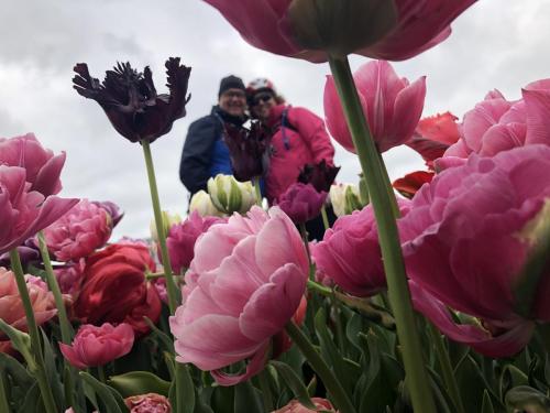 Tulpentour 29-4 tm 3-5-2019 (28)