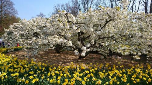Tulpentour 6-9 april 2019 (11)