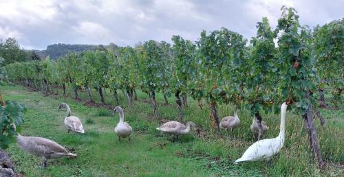 Mosel-11-18-sept-22-39