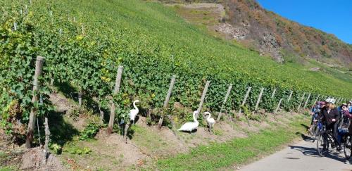 mosel-18-25-sept-30