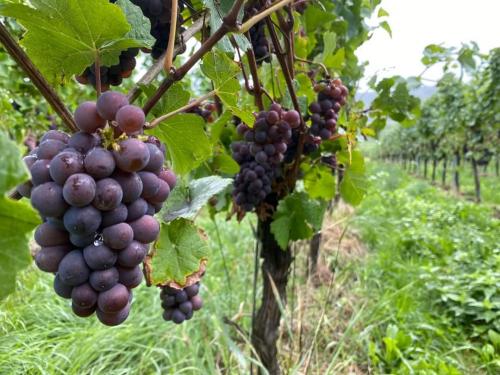 mosel-18-25-sept-70